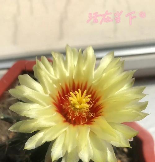 仙人掌球红花的种植步骤有哪些？
