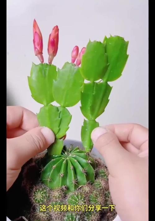 仙人掌球红花的种植步骤有哪些？