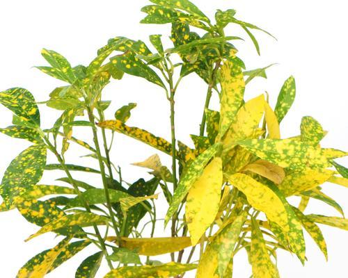 变叶木花的花语有哪些？它象征着什么？