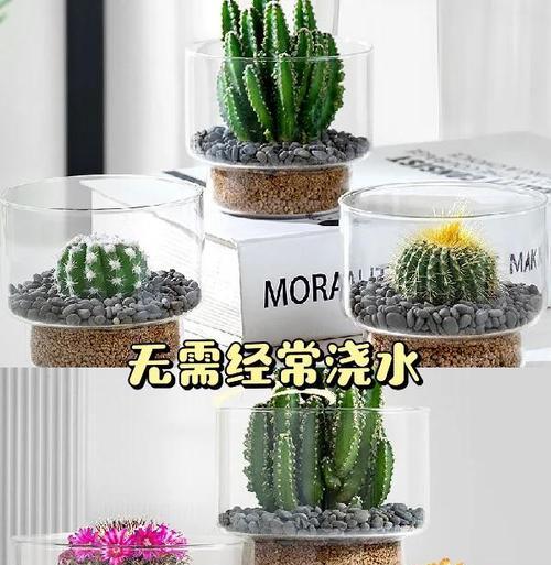 彩草果汁仙人球怎么种？种植过程中需要注意哪些问题？