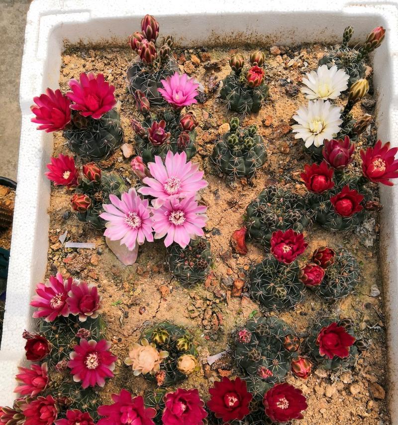 彩草果汁仙人球怎么种？种植过程中需要注意哪些问题？