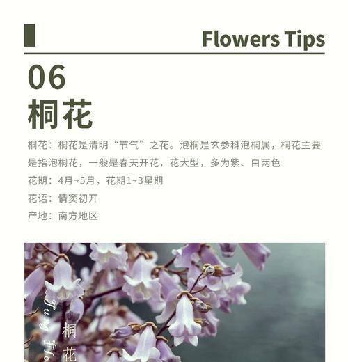 泡梧桐花的花语有何特别之处？