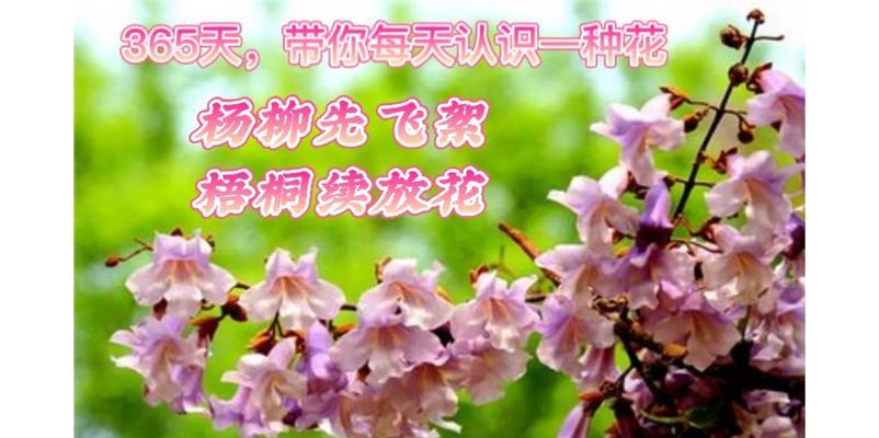 泡梧桐花的花语有何特别之处？