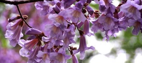 泡梧桐花的花语有何特别之处？
