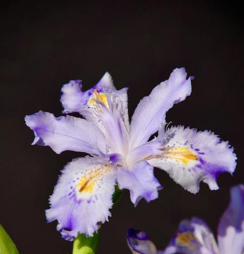 八角竹的花语寓意是什么？