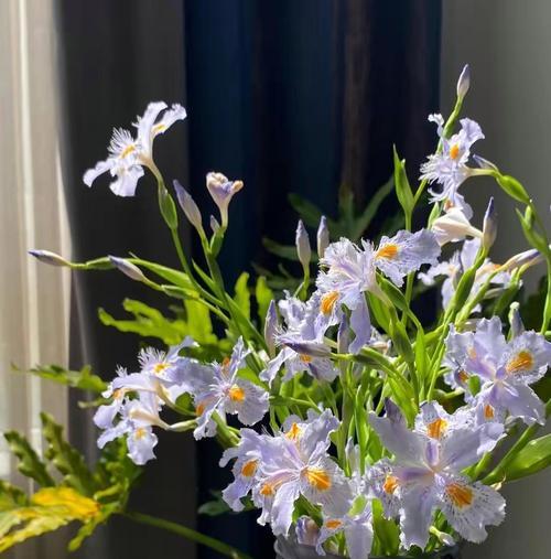 八角竹的花语寓意是什么？
