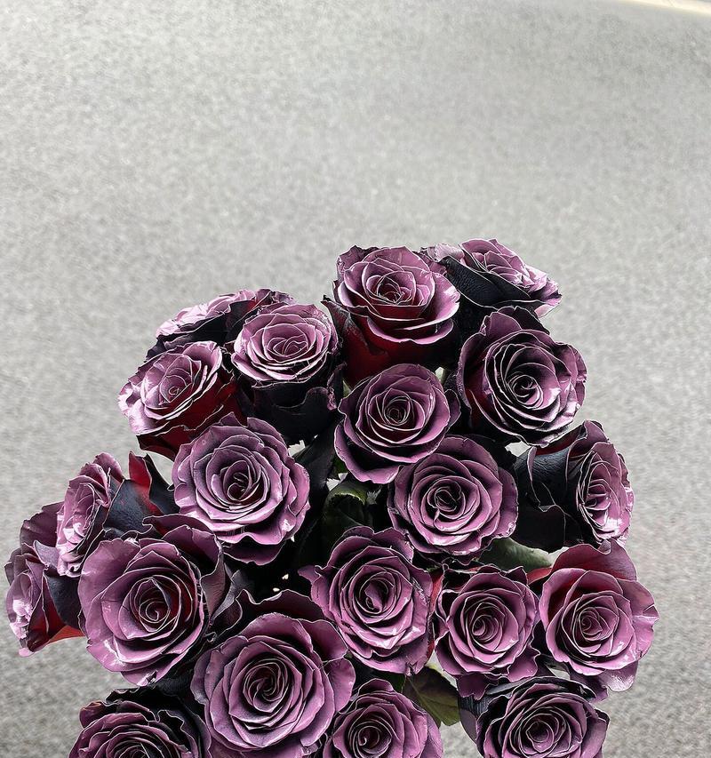乌梅子酱玫瑰花属于哪种品种？