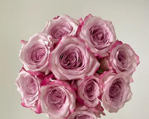 乌梅子酱玫瑰花属于哪种品种？