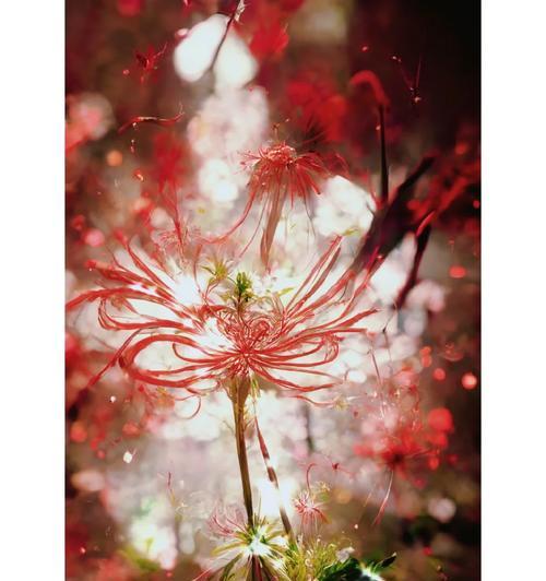 哪种花的花语代表死亡和绝望？这种花语有何深层含义？