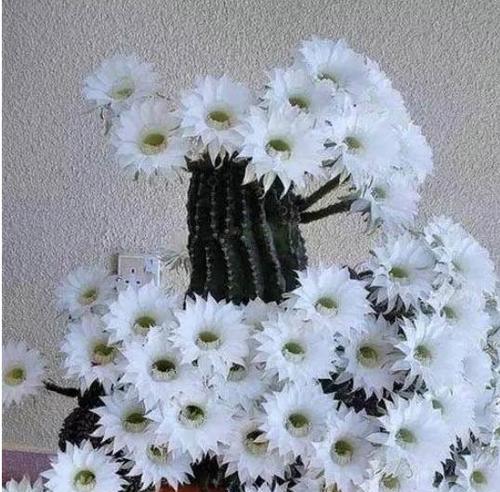 仙人球开花代表什么？如何正确解读其美好寓意？