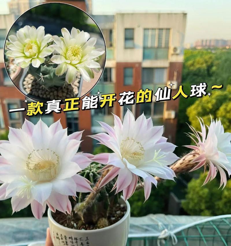 仙人球开花代表什么？如何正确解读其美好寓意？