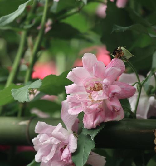边缘泛红的玫瑰花品种是什么？