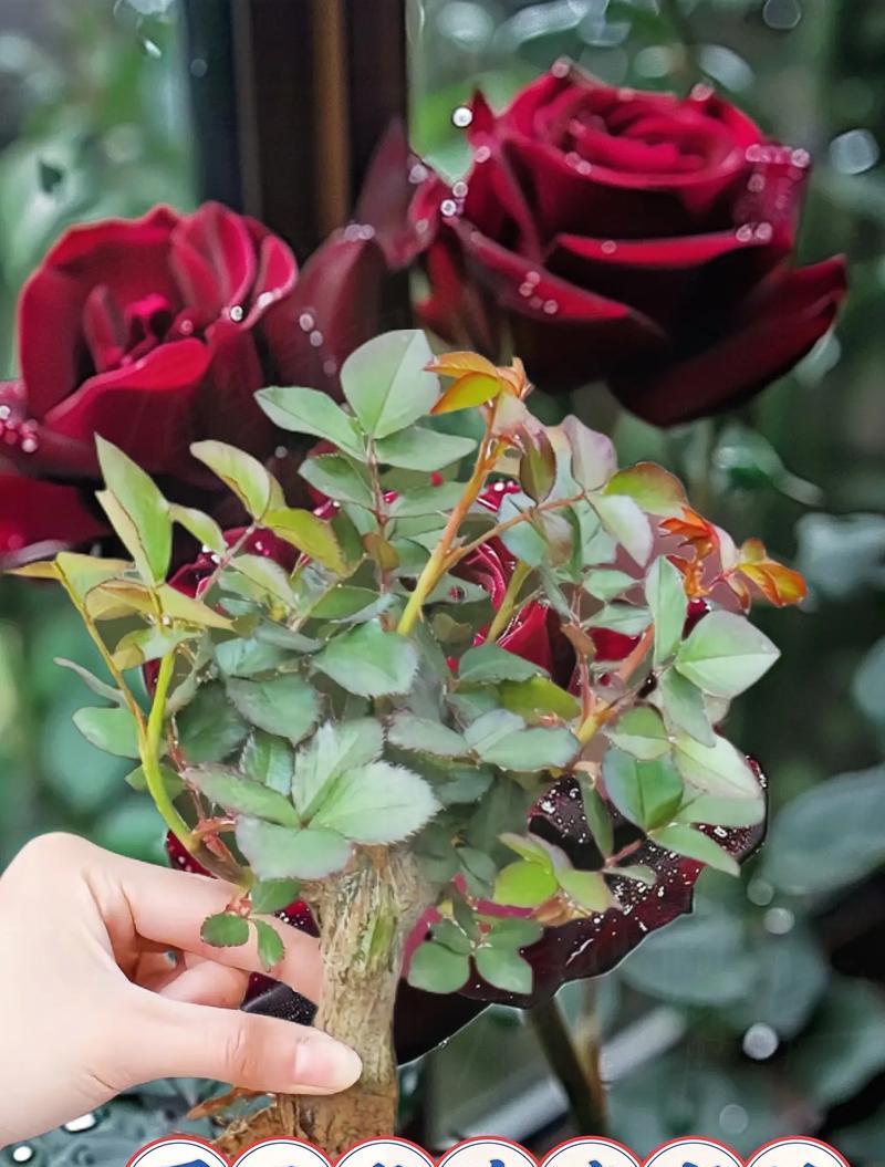 边缘泛红的玫瑰花品种是什么？