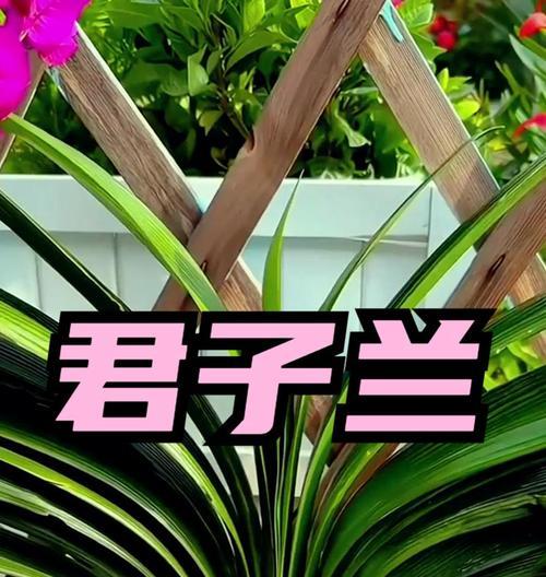 君子兰开花需要什么条件？种植技巧有哪些？
