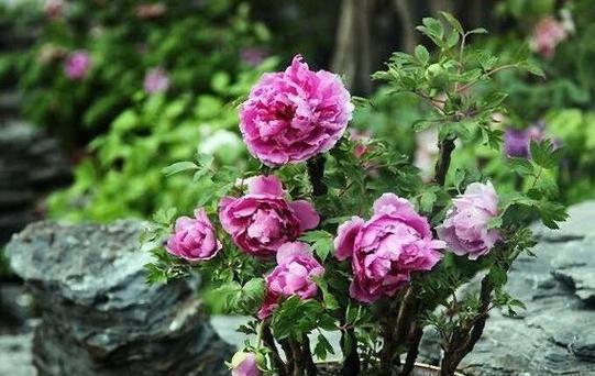 极品芙蓉牡丹花如何养殖才能开花？需要注意哪些事项？