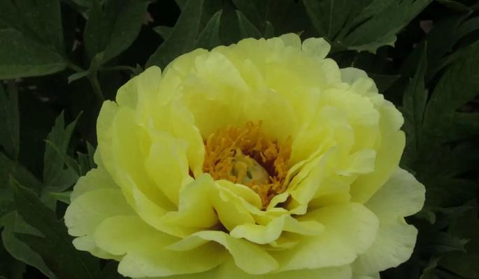 极品芙蓉牡丹花如何养殖才能开花？需要注意哪些事项？
