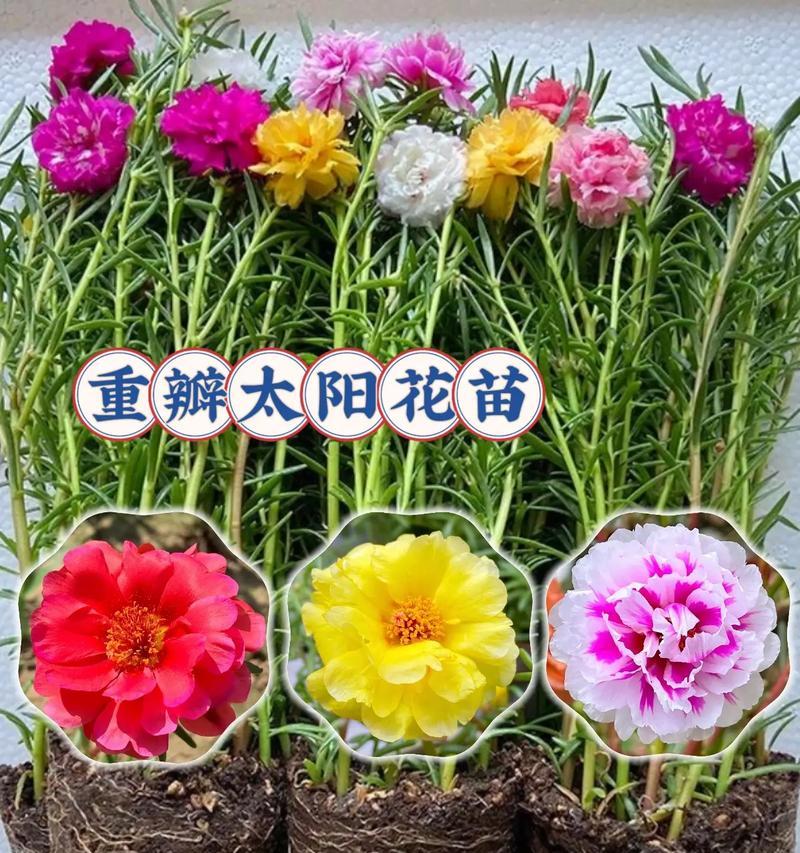 太阳花的材质与花语有何关联？