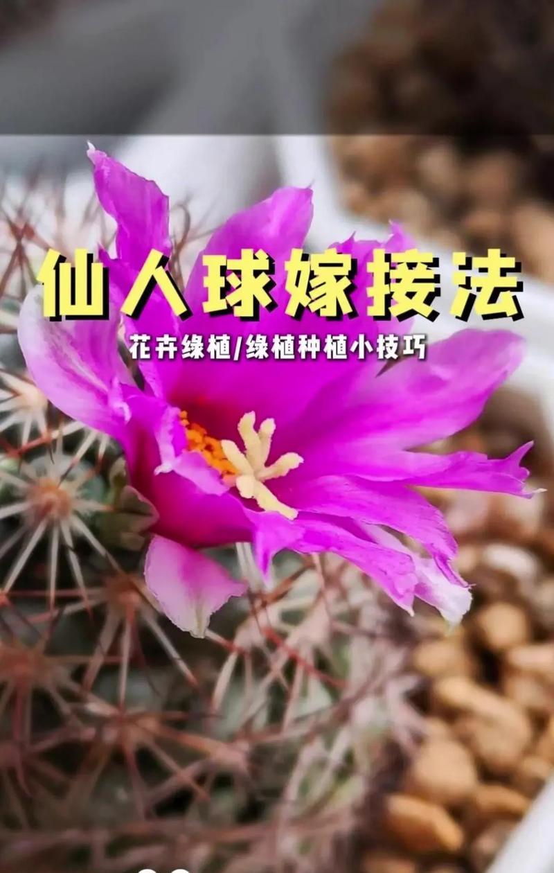 仙人球嫁接落地的原因是什么？落地嫁接的好处有哪些？