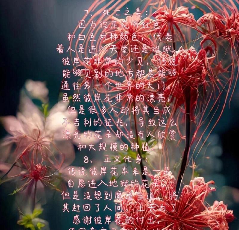 花与叶子各自代表什么？它们的花语有何不同？