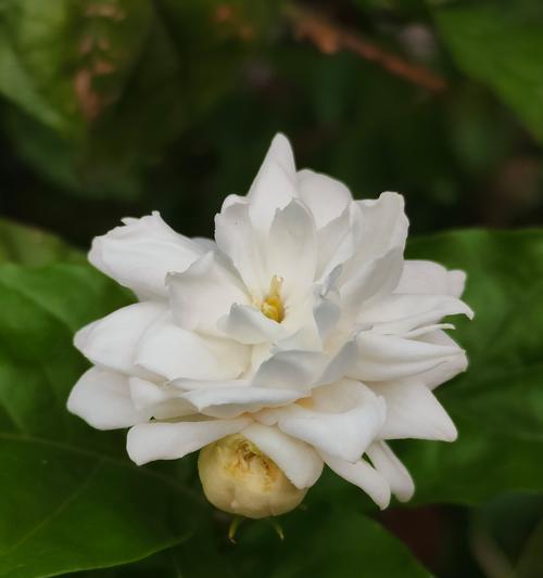 花与叶子各自代表什么？它们的花语有何不同？