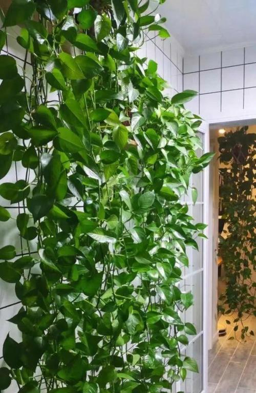 绿箩的花语能否表达对生活的热爱？