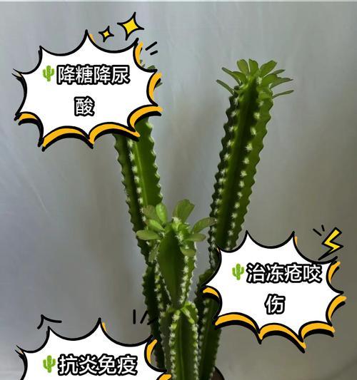 剪掉根系的仙人掌如何继续养护？