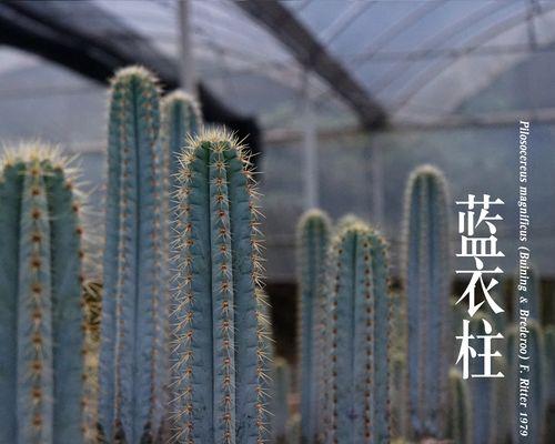剪掉根系的仙人掌如何继续养护？