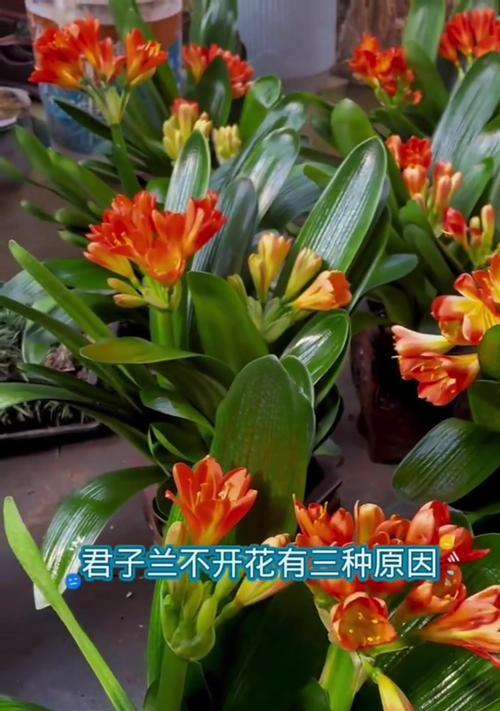 夏天君子兰催花可行吗？如何正确养护？