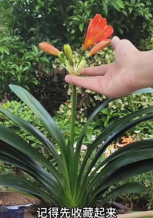 夏天君子兰催花可行吗？如何正确养护？