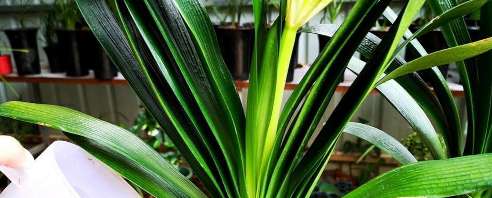 夏天君子兰催花可行吗？如何正确养护？
