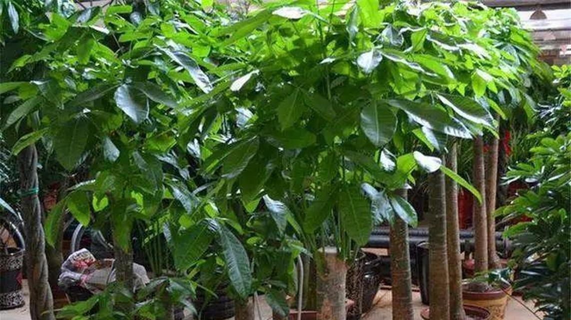 扁扁的植物像君子兰是什么？