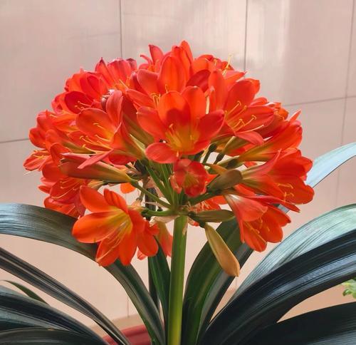 扁扁的植物像君子兰是什么？