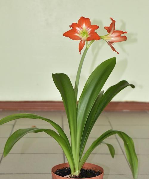 扁扁的植物像君子兰是什么？