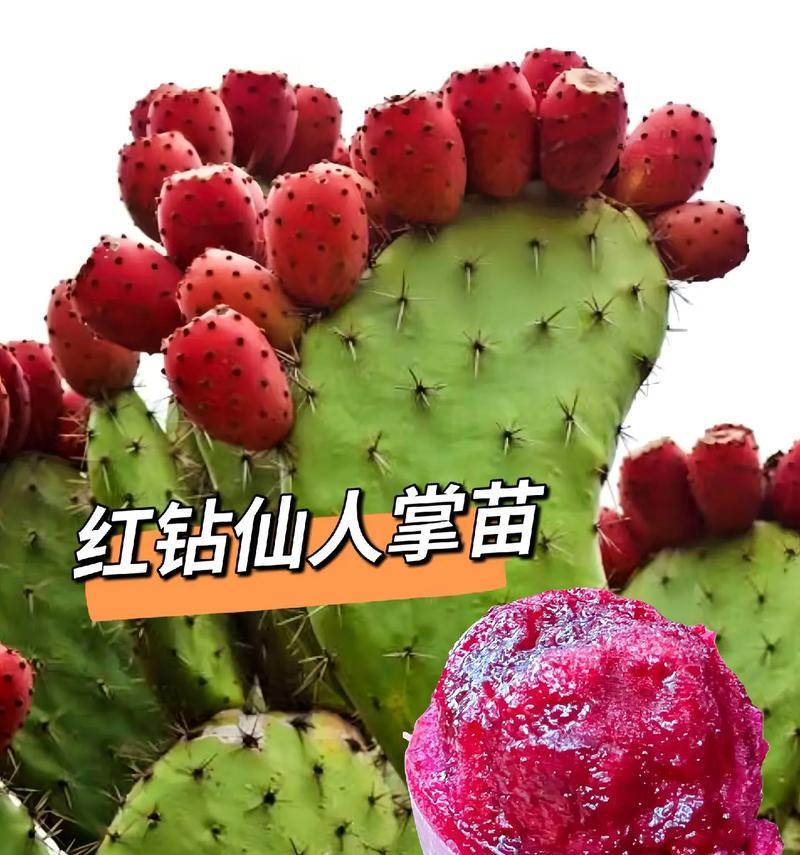 北美仙人掌苗种植方法是什么？需要注意哪些要点？