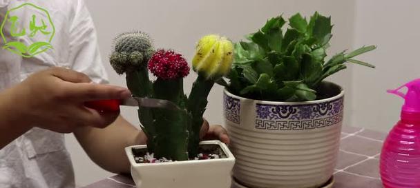 北美仙人掌苗种植方法是什么？需要注意哪些要点？