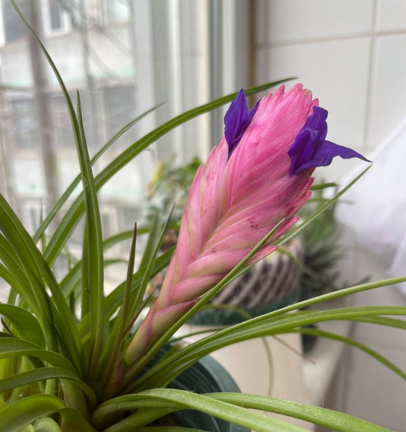 凤梨花语代表什么植物？它有何象征意义？