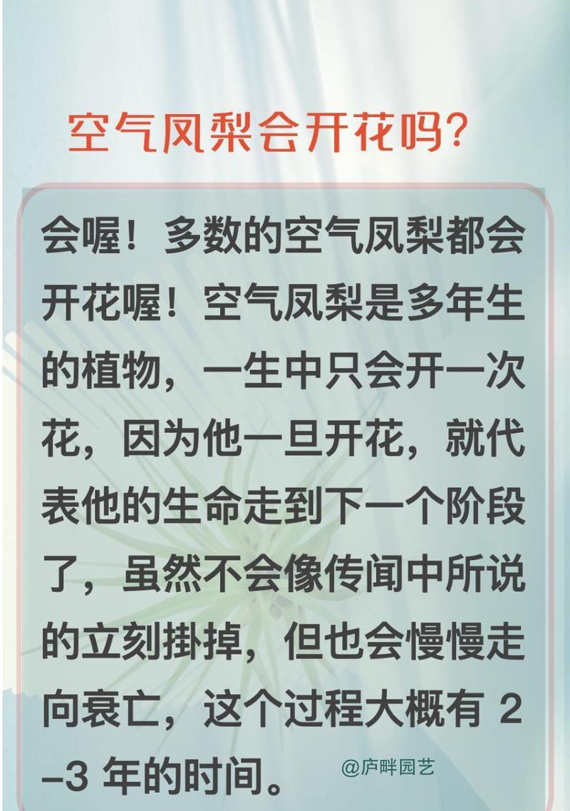 凤梨花语代表什么植物？它有何象征意义？