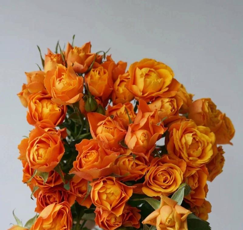 橙色玫瑰花在花瓶中的含义是什么？