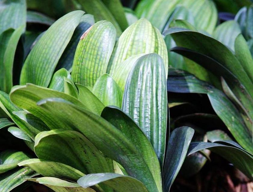 君子兰除了是植物还有什么特别之处？