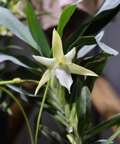 海芋的花语代表什么？