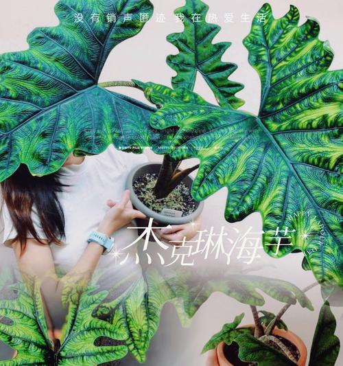 海芋的花语代表什么？