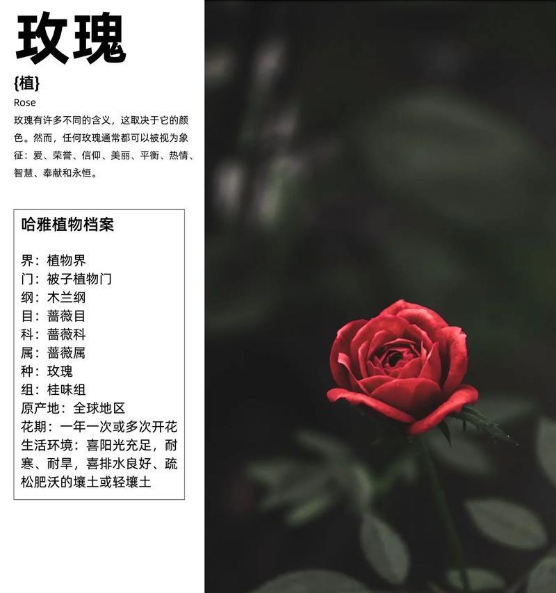 每一枝玫瑰代表什么？