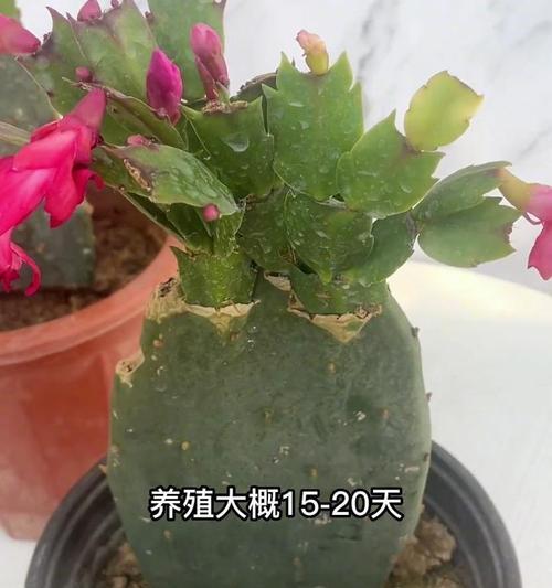 红仙人球嫁接步骤图解是什么？