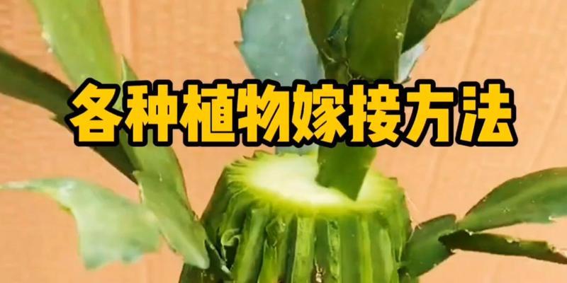 红仙人球嫁接步骤图解是什么？
