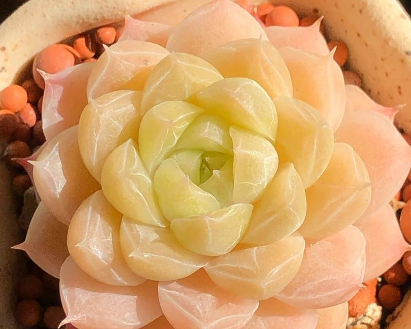 玫瑰花到家后种植需要注意哪些事项？