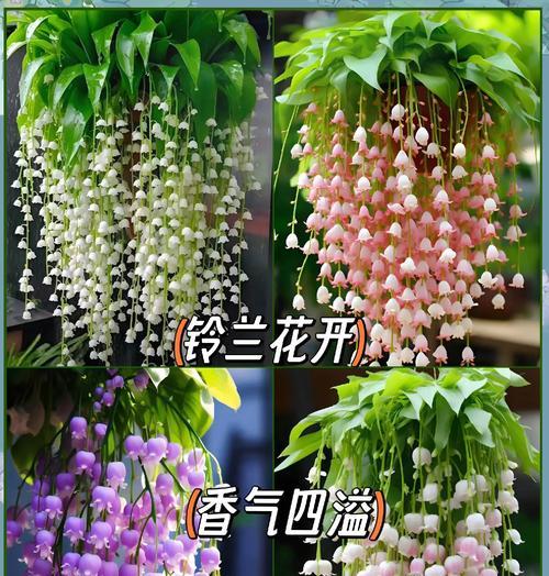 夏日美好时光的花语有哪些？哪种花最能代表夏日的美好？