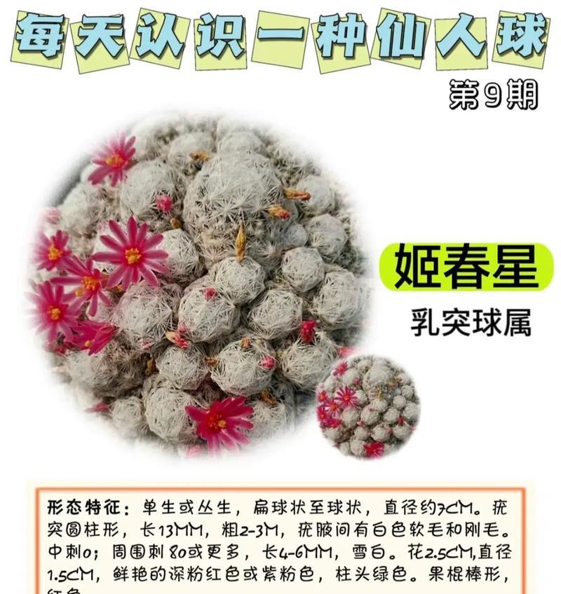 白石灰仙人掌的种植技巧是什么？白石灰仙人掌的正确种植方法有哪些？