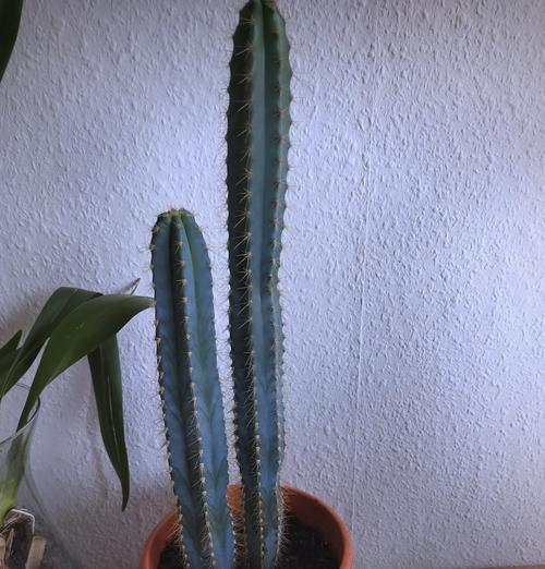 白石灰仙人掌的种植技巧是什么？白石灰仙人掌的正确种植方法有哪些？