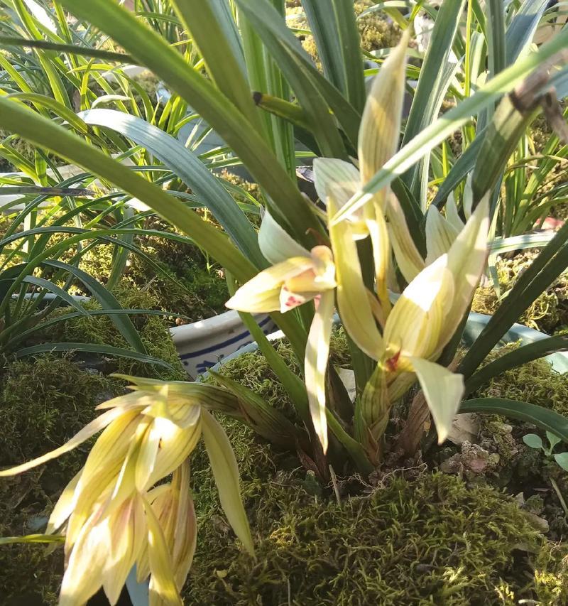 黄花硬壳君子兰如何养护才能开花？需要哪些特别照顾？