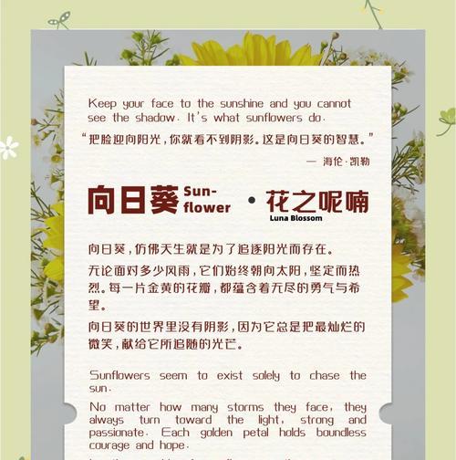 紫向日葵的花语和寓意有何特别之处？